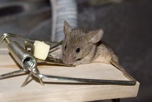 Hvordan bli kvitt mus i et trailer hjem