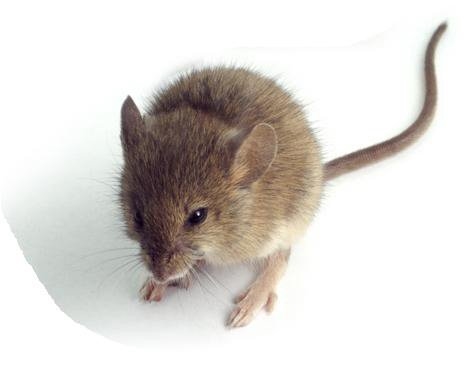 Cum să scapi de șoareci într-o casă de rulare