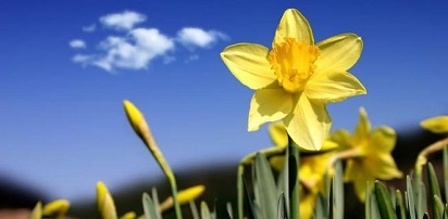 Cara Menanam Daffodil