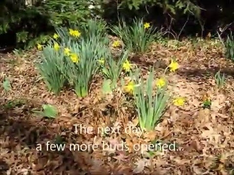 Cara Memindahkan Daffodils