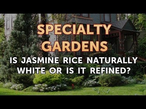 क्या जैस्मीन चावल स्वाभाविक रूप से सफेद होता है या इसे परिष्कृत किया जाता है?