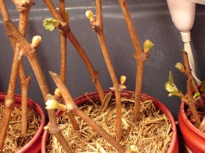 Comment faire pousser une plante TI à partir d'une bouture