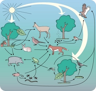 Factoren die van invloed zijn op het ecosysteem