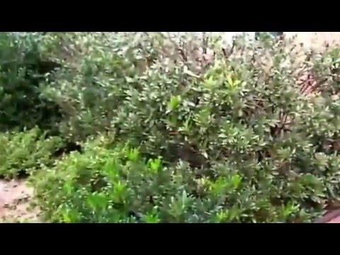Cómo quitar un arbusto de enebro