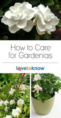 Wie man einen Gardenia-Baum pflegt