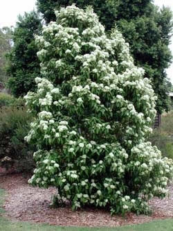Hoe zorg je voor een Gardenia-boom