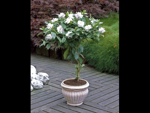 วิธีดูแลต้นไม้ Gardenia