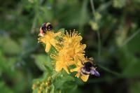كيفية التخلص من عرق النحل حول بركة
