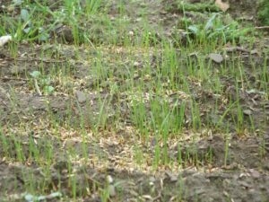 Température de plantation de semences de gazon