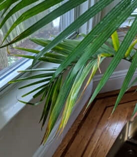 Hvorfor bliver min majestæt-palmetræ gul?