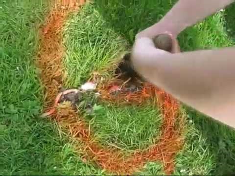 Jak pozbyć się norników ogrodowych