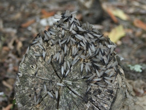 Kako ubiti termite u panjevima i okolnom terenu