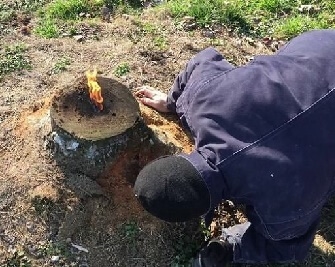 Як вбити термітів в пнях та навколишньому ґрунті