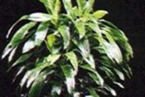 Dracaena токсичность для растений