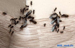 Verwenden Sie Limette, um Ameisen loszuwerden