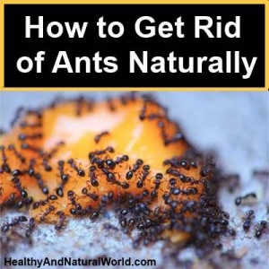Use cal para deshacerse de las hormigas