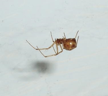 Koristite vapno da biste se riješili mrava