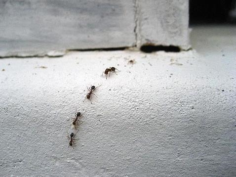 Gebruik limoen om zich te ontdoen van mieren