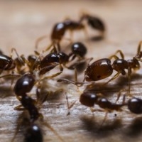 Använd kalk för att bli av med myror
