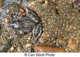 Comment se débarrasser des œufs de grenouille dans une piscine