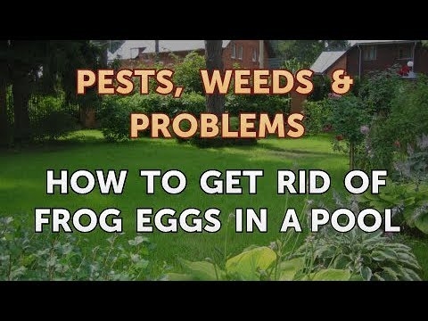 Kako se riješiti žaba jaja u bazenu