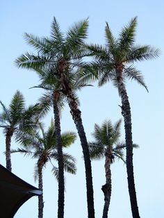 Kuinka palmukasvi levittää