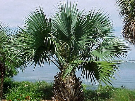 Як розмножувати рослину пальми