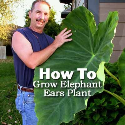 Cómo cuidar las orejas de elefante gigantes en invierno