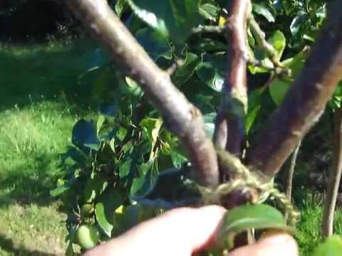 Como apoiar galhos de árvores de fruto