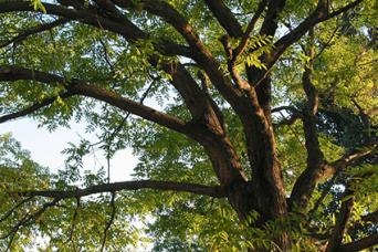 Quels sont les arbres les plus communs de l’East Texas Thorn?