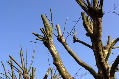 Cómo detener el crecimiento de un árbol