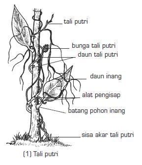 Cara Menghentikan Pohon Dari Tumbuh