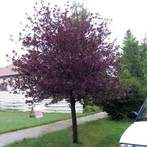 Como cuidar de uma árvore de cereja Schubert