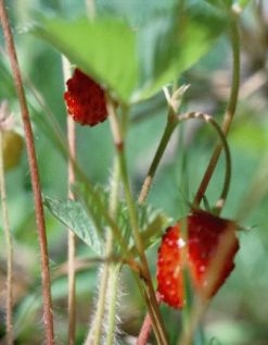 Как да отглеждаме катерещи ягоди
