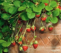 Cum să crească căpșuni în alpinism
