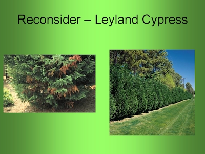 Koliki je korijenski sustav Leyland Cypress?
