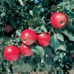 Az almafák jellemzői