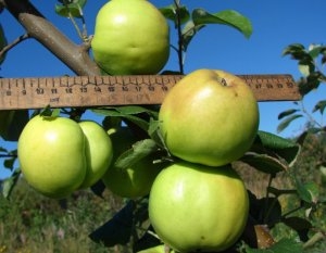 Karakteristik Pohon Apel