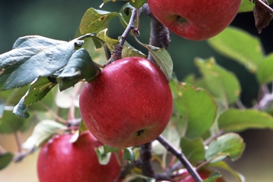 リンゴの木の特徴