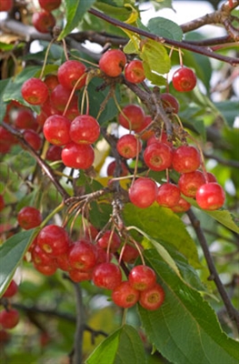 Характеристика яблуневих дерев