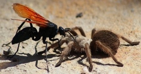 Jak zabít Tarantulu Hawk Wasp