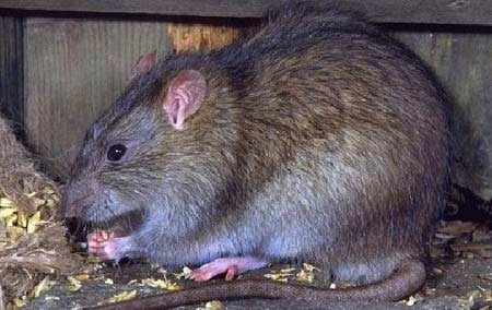 كيفية قتل الفئران المجاري