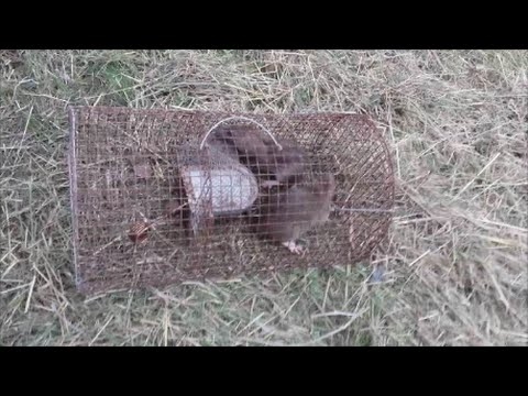Comment tuer les rats d'égout