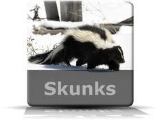 Come sbarazzarsi dell'odore di Skunk in cantiere
