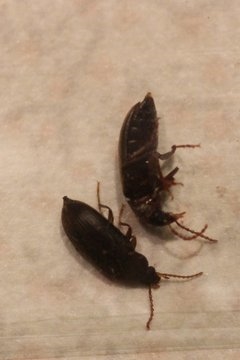 Může Roaches procházet výlevky?