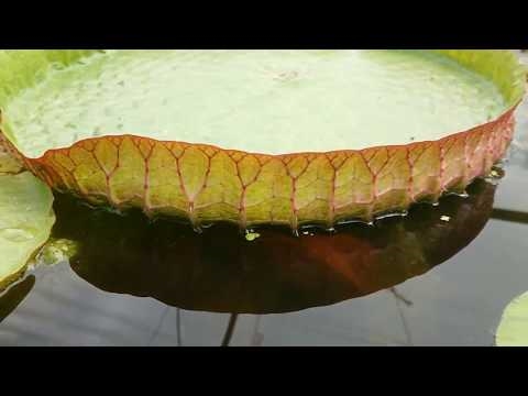 Wat veroorzaakt Lily Pads om in een vijver te groeien?