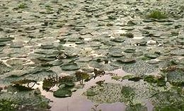 O que faz com que as almofadas de lírio cresçam em um lago?