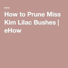 كيفية تقليم ملكة جمال كيم ليلك بوش