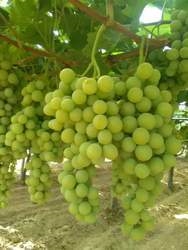 O melhor fertilizante para as uvas
