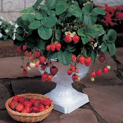 Was ist der beste Dünger für Erdbeeren?
